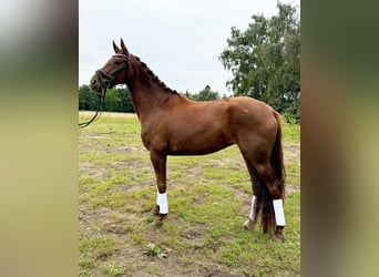 Warmblood danés, Yegua, 4 años, 169 cm, Alazán-tostado