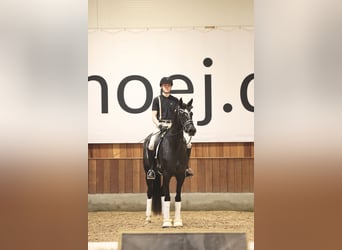Warmblood danés, Yegua, 4 años, 170 cm, Negro