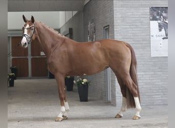 Warmblood danés, Yegua, 4 años, 170 cm, Red Dun/Cervuno