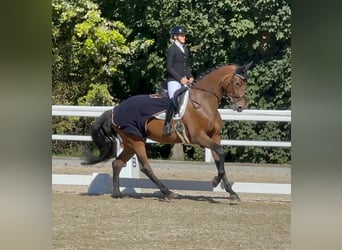 Warmblood danés, Yegua, 4 años, 172 cm, Castaño Warmblood danés, Yegua, 4 años, 172 cm, Castaño