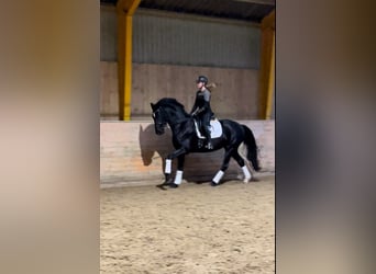 Warmblood danés, Yegua, 4 años, 172 cm, Negro