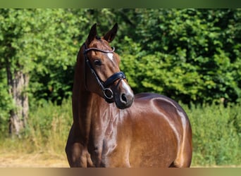 Warmblood danés, Yegua, 4 años, 174 cm, Castaño oscuro