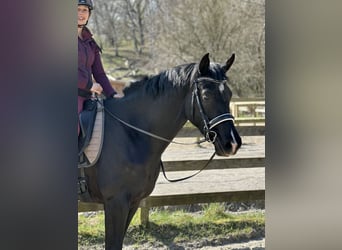 Warmblood danés, Yegua, 4 años, 175 cm, Negro