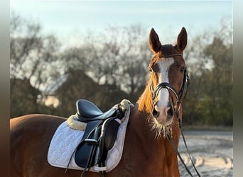 Warmblood danés, Yegua, 4 años, Alazán