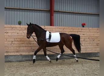 Warmblood danés, Yegua, 5 años, 165 cm, Castaño