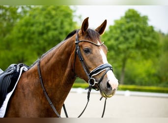 Warmblood danés, Yegua, 5 años, 167 cm, Castaño
