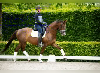 Warmblood danés, Yegua, 5 años, 167 cm, Castaño