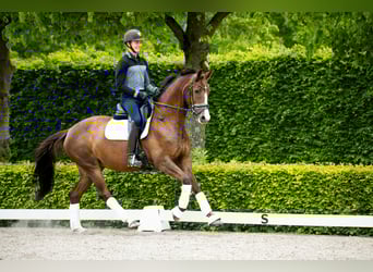 Warmblood danés, Yegua, 5 años, 167 cm, Castaño