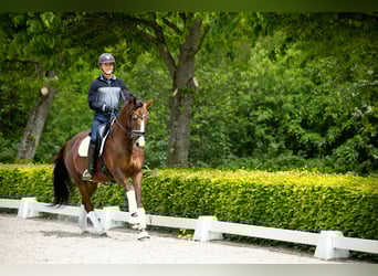 Warmblood danés, Yegua, 5 años, 167 cm, Castaño
