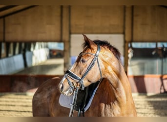 Warmblood danés, Yegua, 5 años, 167 cm, Castaño