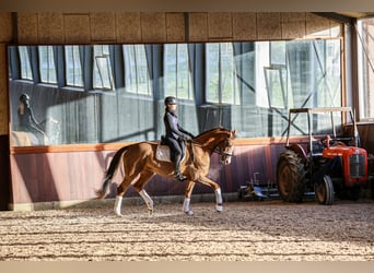 Warmblood danés, Yegua, 5 años, 167 cm, Castaño