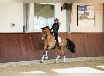 Warmblood danés, Yegua, 5 años, 167 cm, Castaño