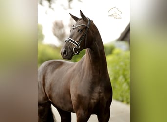 Warmblood danés, Yegua, 5 años, 167 cm, Negro