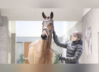 Warmblood danés, Yegua, 5 años, 169 cm, Castaño claro