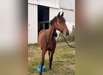 Warmblood danés, Yegua, 6 años, 151 cm, Castaño oscuro