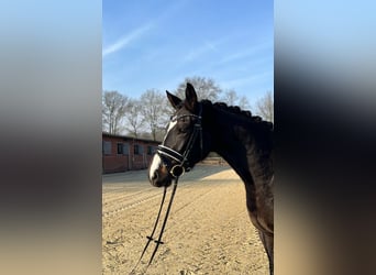 Warmblood danés, Yegua, 6 años, 163 cm, Castaño oscuro