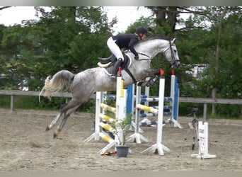 Warmblood danés, Yegua, 6 años, 165 cm, Tordo