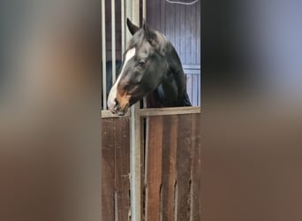 Warmblood danés, Yegua, 6 años, 168 cm, Castaño oscuro