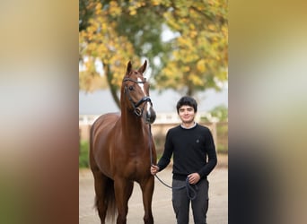 Warmblood danés, Yegua, 6 años, 169 cm, Alazán-tostado