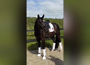 Warmblood danés, Yegua, 6 años, 170 cm, Negro