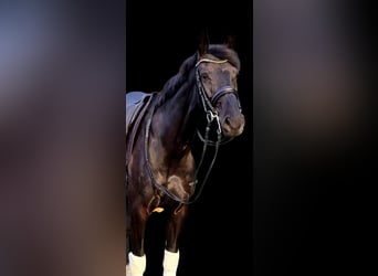 Warmblood danés, Yegua, 6 años, 172 cm, Negro
