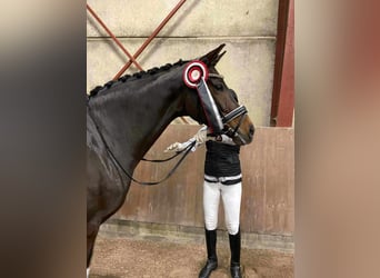 Warmblood danés, Yegua, 7 años, 166 cm, Castaño