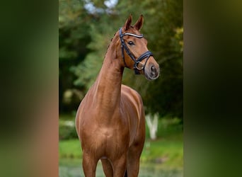 Warmblood danés, Yegua, 7 años, 176 cm, Alazán
