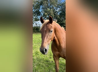 Warmblood danés Mestizo, Yegua, 8 años, 154 cm, Alazán