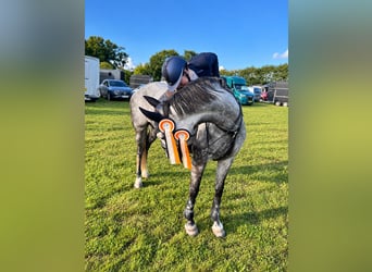 Warmblood danés, Yegua, 8 años, 165 cm, Tordo