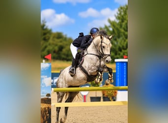 Warmblood danés, Yegua, 8 años, 165 cm, Tordo
