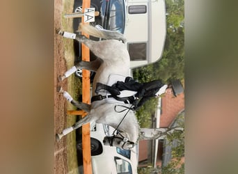 Warmblood danés, Yegua, 8 años, 166 cm, Tordo