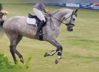 Warmblood danés, Yegua, 8 años, 166 cm, Tordo