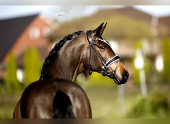 Warmblood danés, Yegua, 8 años, 167 cm, Castaño