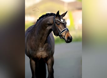Warmblood danés, Yegua, 8 años, 167 cm, Castaño