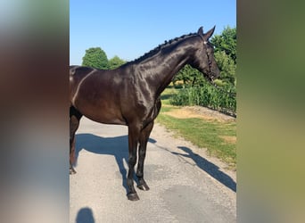 Warmblood danés, Yegua, 8 años, 171 cm, Negro