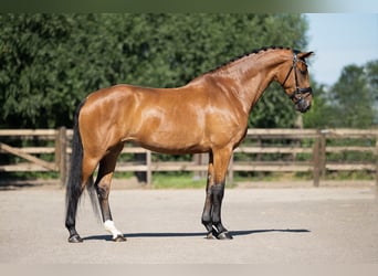 Warmblood danés, Yegua, 9 años, 172 cm, Castaño