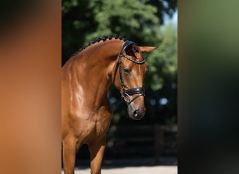 Warmblood danés, Yegua, 9 años, 172 cm, Castaño