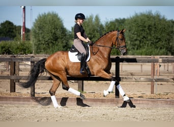Warmblood danés, Yegua, 9 años, 172 cm, Castaño
