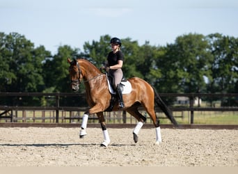 Warmblood danés, Yegua, 9 años, 172 cm, Castaño