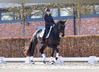 Warmblood danés, Yegua, 9 años, 175 cm, Castaño oscuro