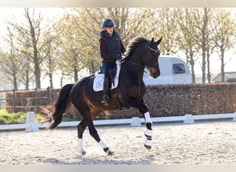 Warmblood danés, Yegua, 9 años, 175 cm, Castaño oscuro