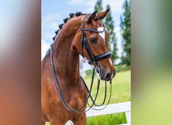 Warmblood danés, Yegua, 9 años, Castaño
