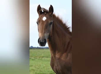 Warmblood danés, Yegua, Potro (05/2025), Alazán-tostado