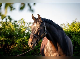 Warmblood de Hesse, Caballo castrado, 16 años, 164 cm, Castaño oscuro