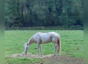 Warmblood de Hesse, Caballo castrado, 19 años, 163 cm, Tordo