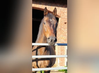 Warmblood de Hesse, Caballo castrado, 20 años, 174 cm, Castaño