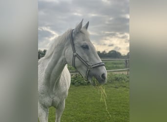 Warmblood de Hesse, Caballo castrado, 22 años, 165 cm, Tordo picazo