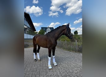 Warmblood de Hesse, Caballo castrado, 3 años, 167 cm, Castaño oscuro