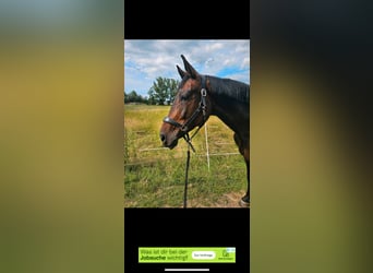 Warmblood de Hesse, Semental, 8 años, 164 cm, Castaño oscuro