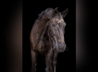 Warmblood de Sajonia, Caballo castrado, 19 años, 167 cm, Negro